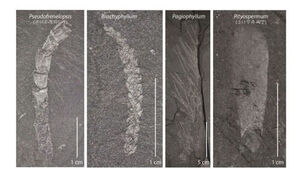 1억 1천만 년 전 한반도 남부는 '사바나'&hellip;식물 화석 400점 분석