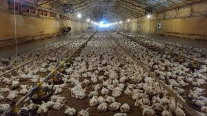 도로에 웬 닭들이&hellip;화물차서 닭 상자 쏟아져 한때 교통 통제