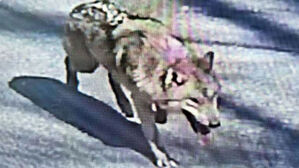 동물원 탈출한 늑대 수색 중&hellip;"학교 부근서 목격"