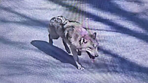 2∼3년마다 '동물원 동물 탈출 사건'&hellip;언제든 반복 가능