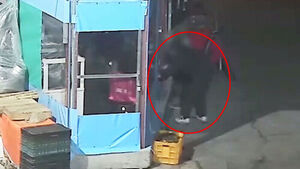 한밤 어슬렁거리다 '슬쩍'&hellip;2주 전에도 삶아먹었다