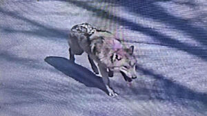 8년 전 비극이 또?&hellip;"사살 안돼, 꼭 생포되길" 확산