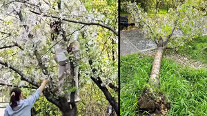 "인생샷 건질래"&hellip;벚꽃길 덮친 민폐 여성