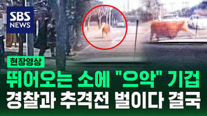 [현장영상] "나 잡지 마소" 도로 위 '우당탕탕' 경찰과 추격전 벌이는 소 두 마리
