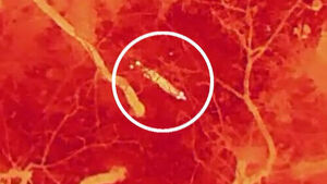 '대전서 탈출' 늑대, 카메라 잡혔다&hellip;마지막 포착된 장소