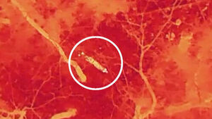 "열화상 카메라에 잠깐 포착"&hellip;늑구는 어디에?