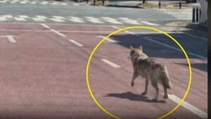 사진 한 장에 발칵 뒤집혀 휴교&hellip;"이상한데" 반전 