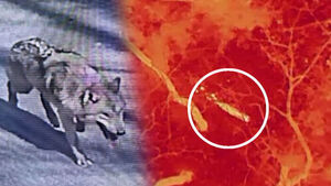 동물원 탈출 늑구, 사흘째 수색 중&hellip;행방 묘연