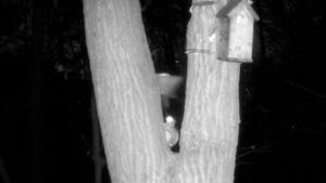 영상에 고스란히 담겼다&hellip;"하늘다람쥐 서식 첫 확인"