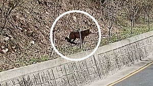 탈출 늑대 '늑구' 나흘째 행방 묘연&hellip;"포착되면 포획 시도"