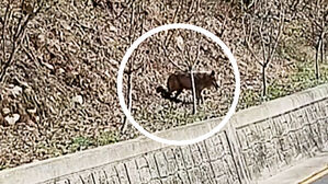 '행방 묘연' 늑구&hellip;드론 투입해 수색 범위 확대