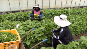 '특산물' 사라질 판&hellip;"더위 못 견뎌" 수확철 '울상'