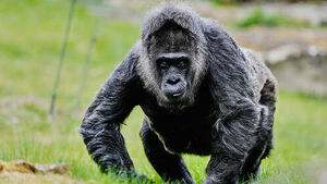 '세계 최고령' 베를린 고릴라 69살 생일잔치