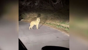 "진짜 늑구야?" 엿새만에 발견&hellip;날 밝는대로 포획 작전