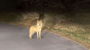 야산서 "늑구 찾았다" 신고&hellip;밤샘 대치