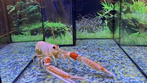 "진통제, 바닷가재 통증 반응 줄여&hellip;갑각류 고통 근거 추가"