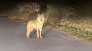 '늑구' 겨우 발견했는데&hellip;다시 포위망 뚫고 야산으로