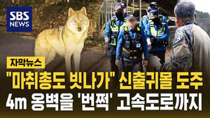[자막뉴스] "마취총도 빗나가" 신출귀몰 도주&hellip;4M 옹벽을 '번쩍' 고속도로까지