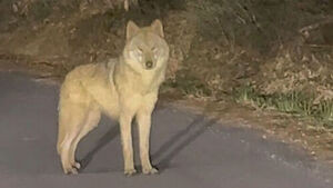 전 국민 애태운 '국민 늑대' 늑구, 탈출 9일 만에 집으로