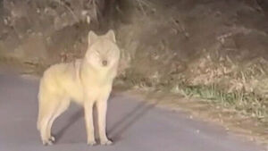 다급히 "늑구 바로 앞에 있어요"&hellip;엿새 만에 발견했는데