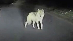 [이슈빡] 꽁꽁 숨은 '늑구', 엿새 만에 시민이 발견&hellip;또 놓쳤다