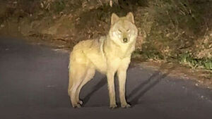 4m 높이를 '껑충'&hellip;"또 놓쳤다" 순식간에 뚫린 포위망