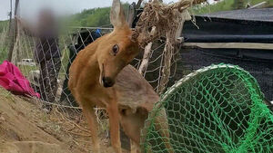 농작물도 야생동물도 지킨다&hellip;일석이조 '울타리 망'
