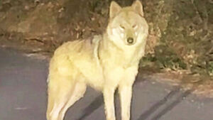 엿새 만에 발견된 '늑구' 또 놓쳤다&hellip;"야간 포획 시도"