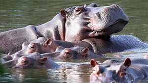 마약왕이 남긴 '위험한 유산'&hellip;콜롬비아 하마 80마리 안락사 결정