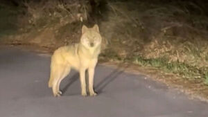 4미터 옹벽 뛰어넘은 늑구&hellip;드론 수색 지속