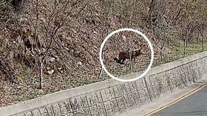 실시간 위치 추적 '늑구맵'&hellip;"포획틀 앞 서성" 우려도