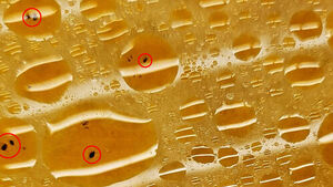 국물에 검은 점들 '둥둥'&hellip;"먹다 발견, 토할 것 같다"