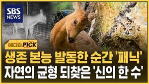 [에디터픽] 생존 본능 발동한 순간 '패닉'..자연의 균형 되찾은 '신의 한 수'