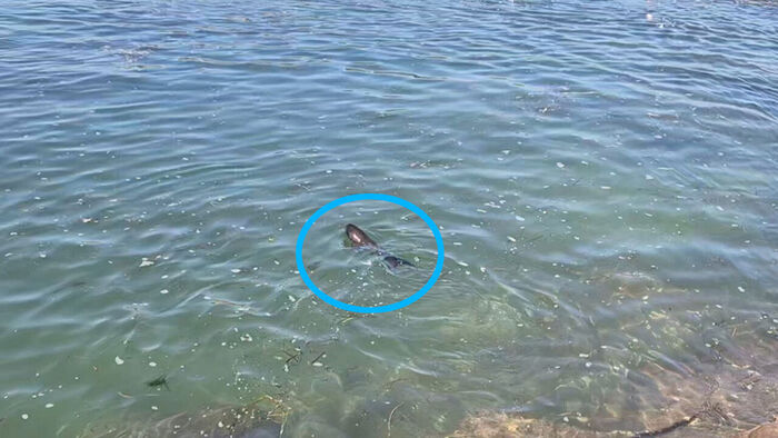 잠수사 3명이 달려갔다…갯바위에 끼어있던 생명체의 정체