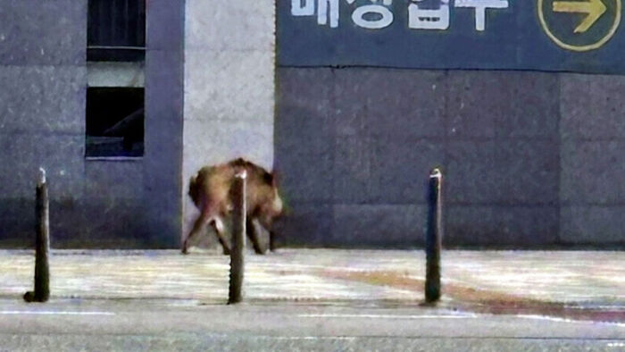 세종시 도심 쑥대밭 만든 멧돼지