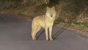 다시 사라져 행방불명&hellip;"늑구 찾아라" 지도까지