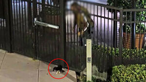 어린 강아지를 울타리 너머 '휙'&hellip;영상에 공분