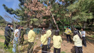 시흥에 첫 '소나무재선충병'&hellip;경기도, 확산 방지 총력