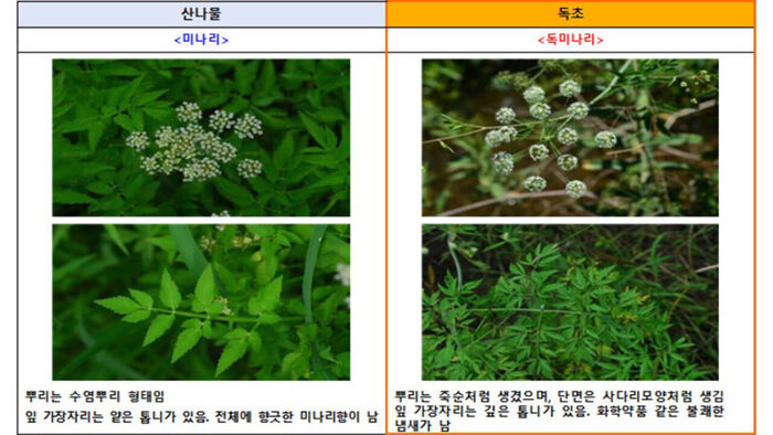 모양이 유사해 구별하기 어려운 산나물과 독초 (사진=식약처 제공, 연합뉴스)