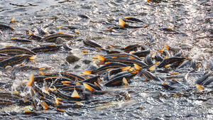 양양 남대천, 산란기 황어 대이동 '장관'&hellip;5년 만에 최대