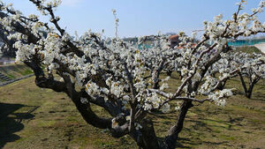 수령 100년 넘는 배나무 20그루 올해도 만개