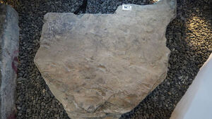 "익룡, 땅에서도 포식자"&hellip;진주서 1억년 전 사냥 발자국 확인