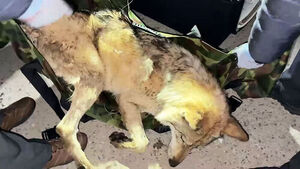 전국 들었다놨던 늑구, 탈출 9일 만에 생포