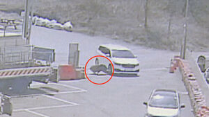 차 들이받고 기절했다 또 돌진&hellip;멧돼지의 난동