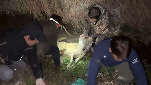 "오늘이 마지막이다"라는 심정으로&hellip;'늑구' 포획 긴박했던 30분