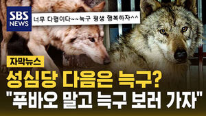 [자막뉴스] "무사해서 다행이야" 드디어 돌아온 늑구&hellip;성심당 다음은 늑구? "푸바오 말고 늑구 보러 가자"