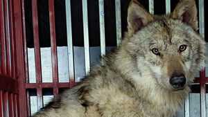 '국민 늑대'된 늑구, 대전 대표 캐릭터에도 이름 올리나