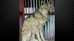 [이슈픽] 늑구 '컴백홈'&hellip;현재 상태는?