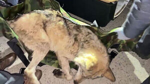 한밤중 펼쳐진 작전&hellip;탈출 9일 만에 집으로