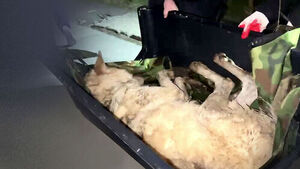 엑스레이 찍었다 '깜짝'&hellip;"뱃속에 낚시바늘" 결국